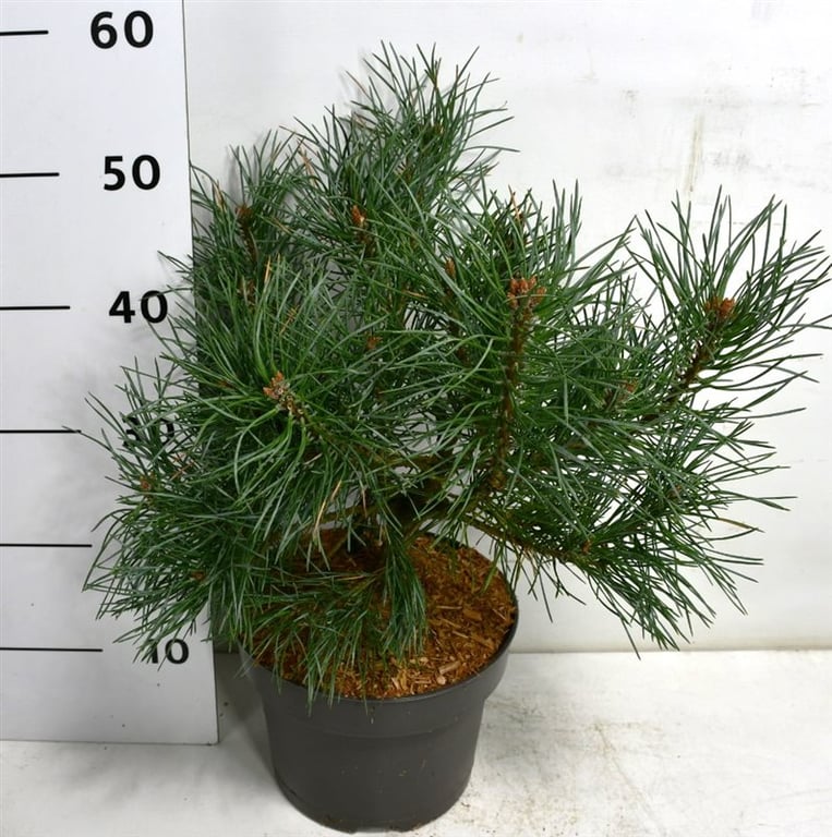 Сосна обыкновенная Шантри Блю